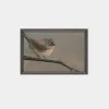 Birds by Lori Marie Framed Print