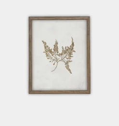 Botanical II Framed Print