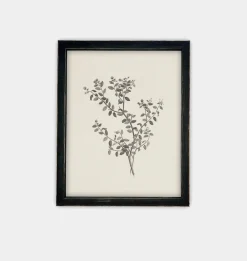 Botanical Sketch Framed Print
