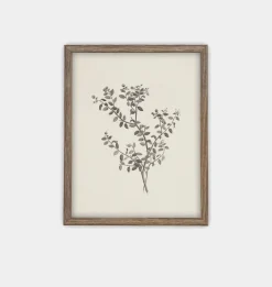 Botanical Sketch Framed Print