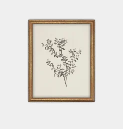 Botanical Sketch Framed Print