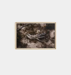 Bough by Shade Degges Framed Print
