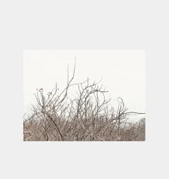 Budding