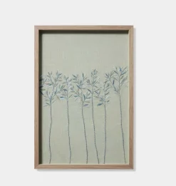 Cassia