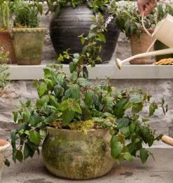 Classic Aged Planter