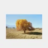 Cottonwood Tree (Fall)