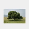 Cottonwood Tree (Summer)