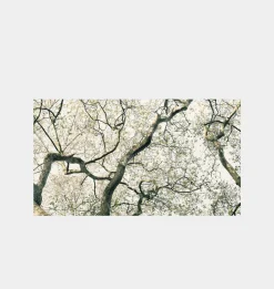 Hyde Park