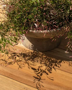 Saucer Planter