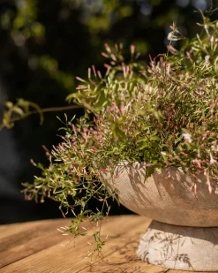 Saucer Planter