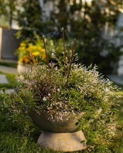 Saucer Planter