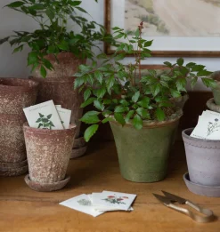 Seed Packet