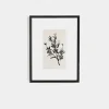 Sprig I by Coup d'Esprit Framed Print